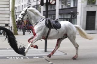 סוסים של צבא בריטניה ברחו ודהרו ברחובות לונדון