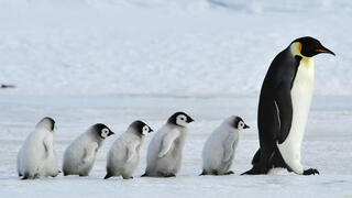 פינגווין קיסרי בוגר עם חמישה גוזלים