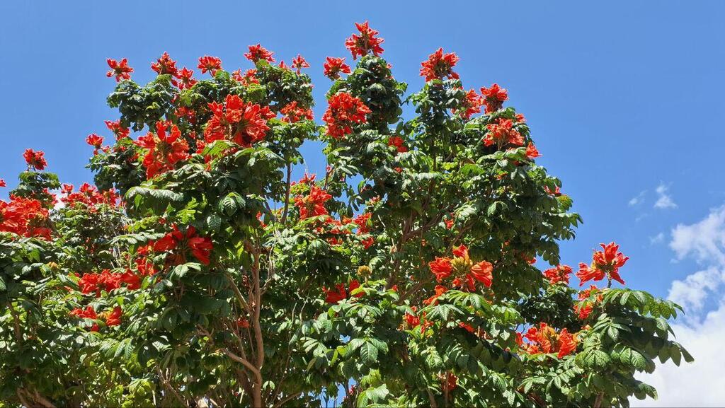 Чудо природы: дерево с красными тюльпанами 