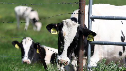 פרות עדרי בקר קליפורניה ארה"ב התפשטות שפעת העופות