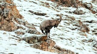 יעל בהר ג'רגאלנט במונגוליה, שם בית הגידול של חיות הבר הולך ומצטמצם בגלל גידול בעדרי בהמות שבויתו