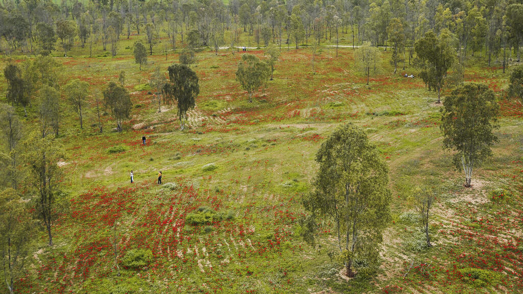 כלניות ביער שוקדה