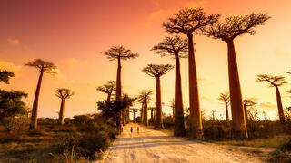 עצי באובב במדגסקר