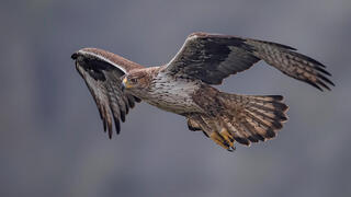 עיט ניצי באזור הגבול בין ספרד ופורטוגל