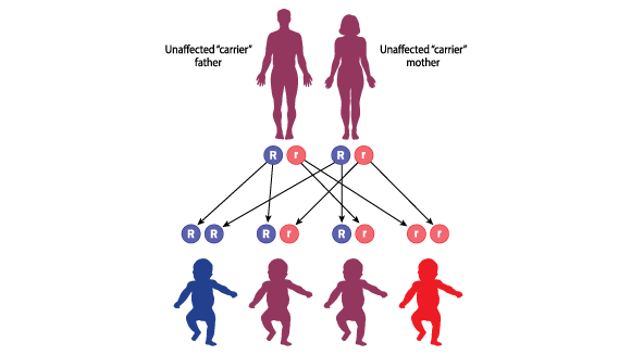 The inheritance of recessive genetic diseases, such as cystic fibrosis. The probabilities of parents who are carriers to have healthy or sick children   