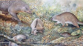 שישה מינים של יונקי הביב, שחיו באותו מקום ובאותו זמן, לפני 100 מיליון שנה בעיירה לייטנינג רידג' שבמערב מדינת ניו סאות' ויילס באוסטרליה