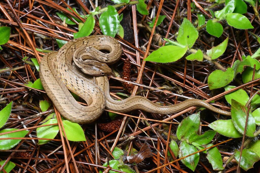 צפע מדומה ממין Psammodynastes pulverulentus, שתועד בתאילנד