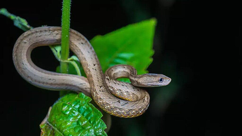 צפע מדומה ממין Psammodynastes pulverulentus, שתועד בתאילנד