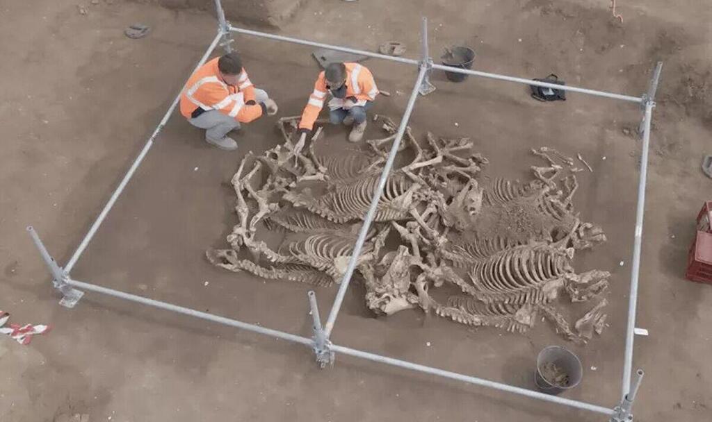 Horse burials from 2,000 years ago discovered in France 