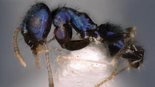 Paraparatrechina neela, הנמלה הנדירה בצבע כחול, שהתגלתה בצפון-מזרח הודו