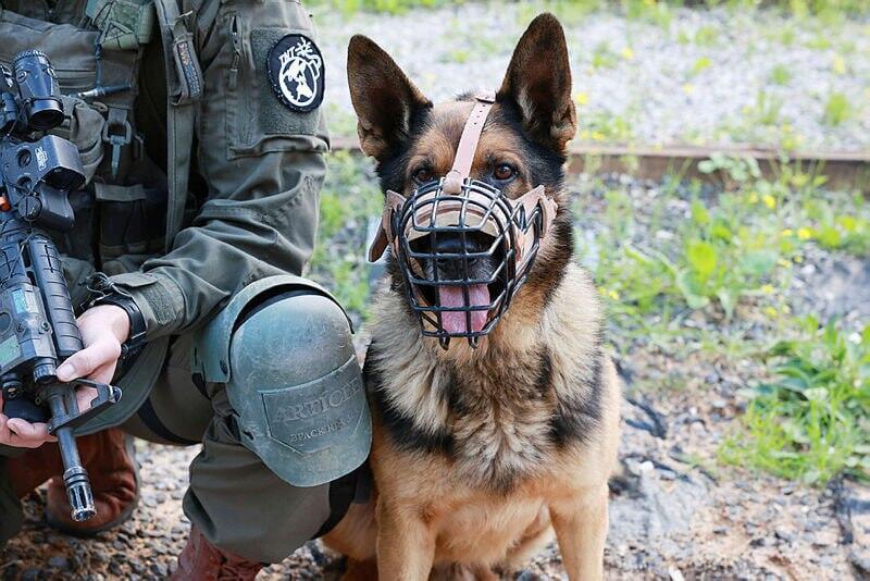 בית קברות עוקץ לכלבים