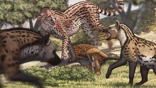 הברדלס הנכחד Acinonyx pleistocaenicus, שהתאפיין בממדי גוף גדולים במיוחד ביחס לברדלס המודרני