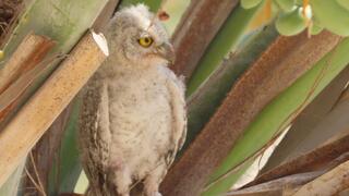 הפרחון בחזרה בקן