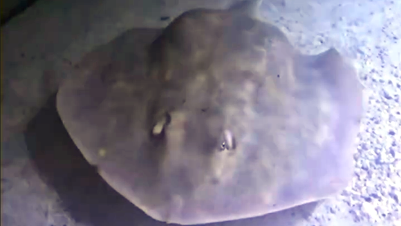 תפחה לא מסרטן ולא מהיריון אלא ממחלה נפוצה של טריגוניות מזדקנות בשבי. שרלוט כפי שצולמה בסוף אפריל 