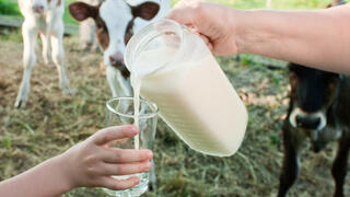אנחנו שותים את החלב, שמיועד לעגלים