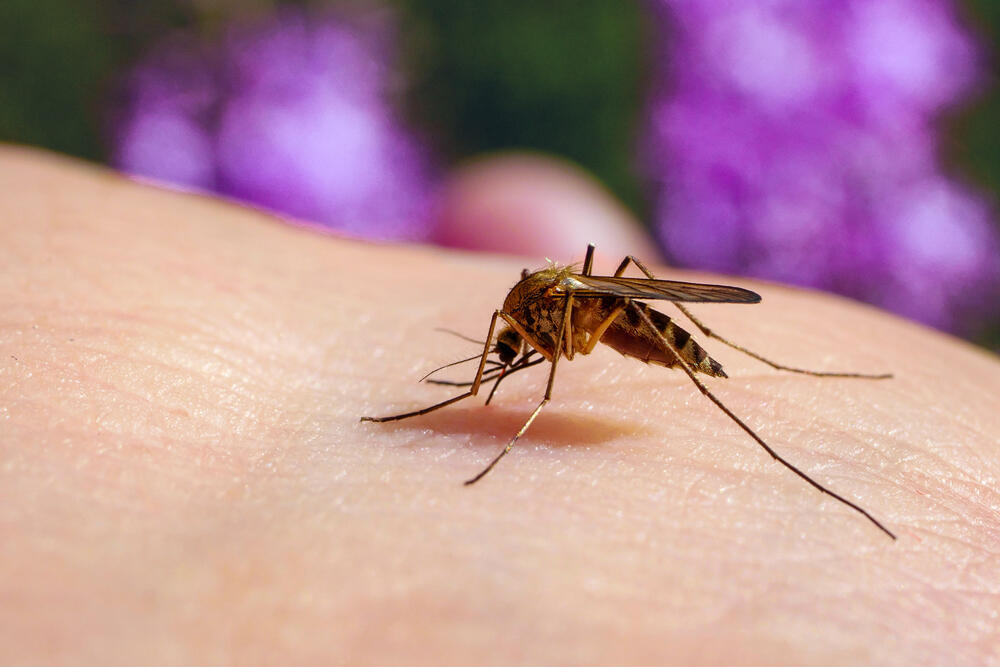 With 15 fatalities thus far, West Nile Fever is spreading throughout Israel