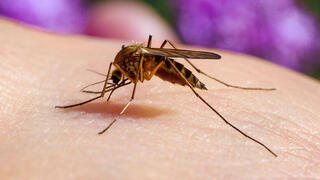 עקיצת יתושת הבית יתוש הבית קולקס Culex pipiens