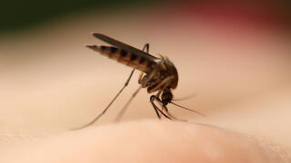 עקיצת יתושת הבית יתוש הבית יתושה קולקס Culex pipiens