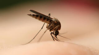עקיצת יתושת הבית יתוש הבית יתושה קולקס Culex pipiens