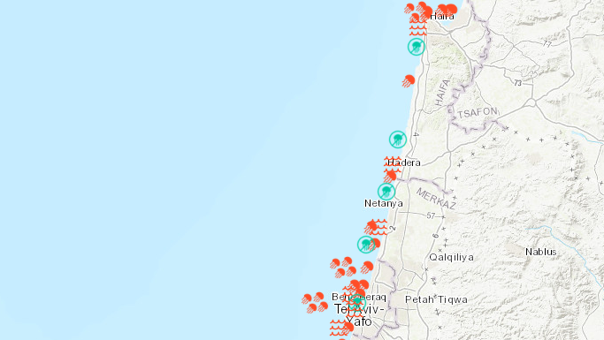 Карта медуз у берегов Израиля, 23 июня 2024 года 