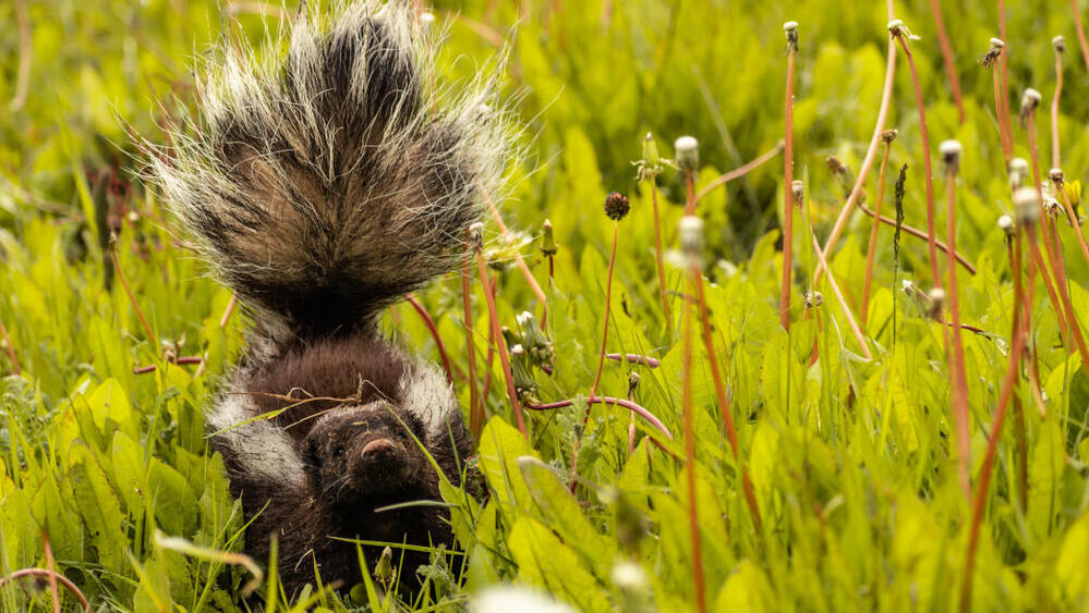 בואש בעמדת מגננה, בה הוא מפיץ ריח מצחין