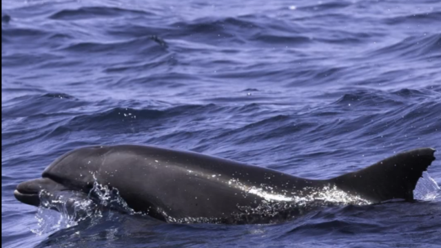 הדולפינה פרו