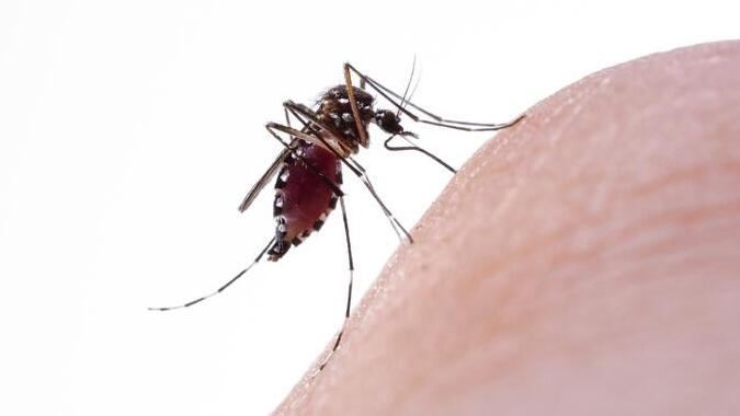יתושת הבית יתושה יתוש יתושים קדחת מערב הנילוס
