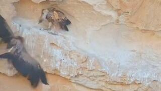 נשר זר תוקף את הגוזל שנופל לתחתית המצוק