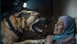 כלב העוקץ שנחטף על ידי מחבלי חמאס בקמפיין תקיפת אישה בג'באליה שברצועת עזה