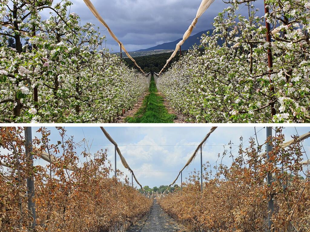 העצים עלו באש