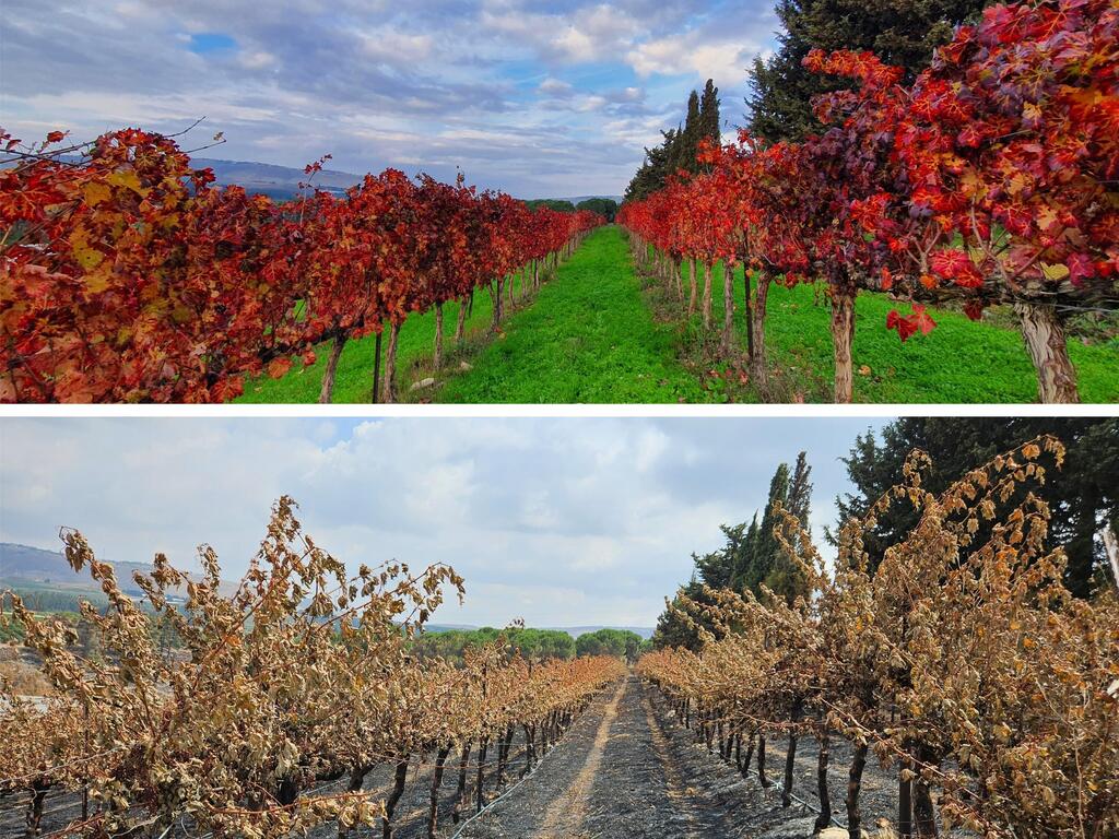 כרמי הענבים יבשו וחרבו
