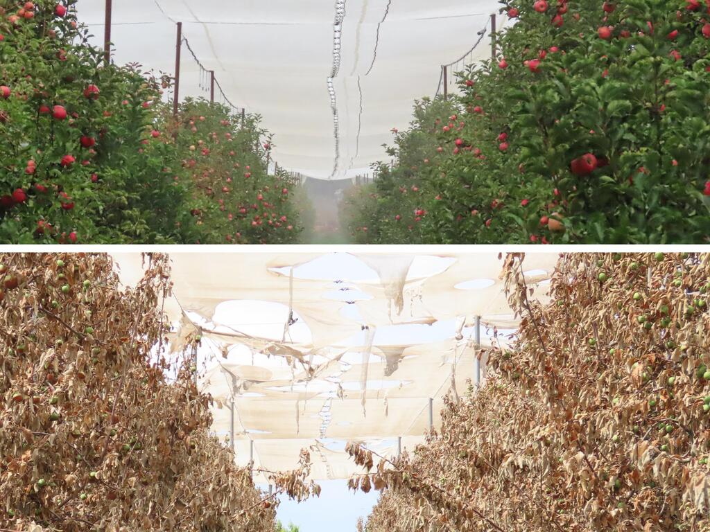 מראה קורע לב בגליל העליו