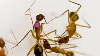 חיטוי פצע וקטיעת גפה בקרב נמלת Camponotus floridanus