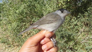 סבכי שחור כיפה