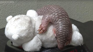 Prague zoo welcomes birth of second critically endangered Chinese pangolin