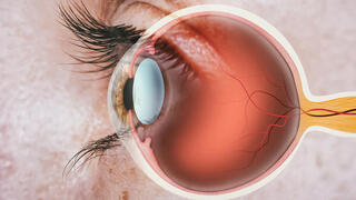 מבנה אנטומי של עין