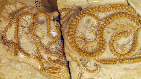 מאובני הנחשים ממין Hibernophis breithaupti, שהתגלו במקובץ במערב וויומינג ותוארכו כבני 38 מיליון שנה