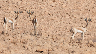 צבאי הנגב (Gazella dorcas) בשמורת הטבע אשוש שבנגב