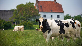 פרות רועות באחו בהולנד