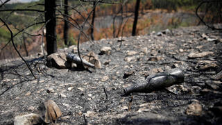 A bottle lies near charred trees in the aftermath of forest fires caused by Hezbollah attacks from Lebanon