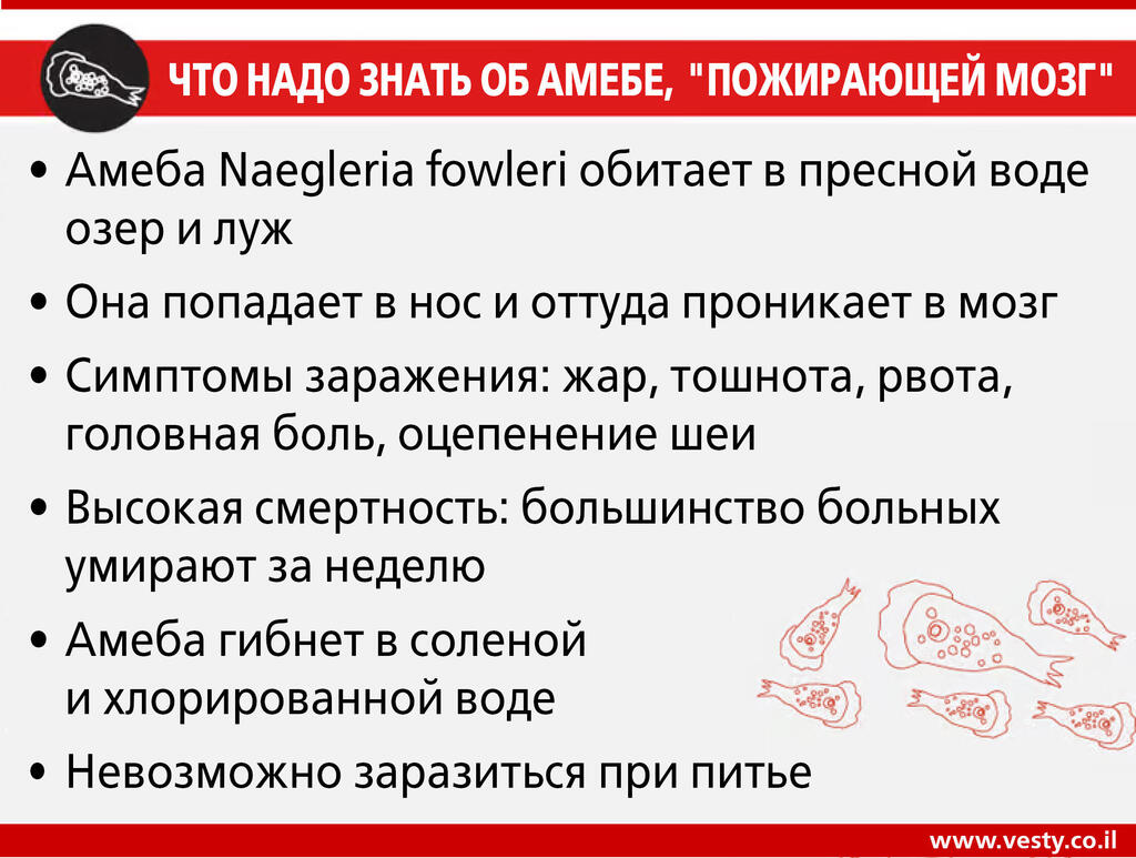 Инфографика - Амеба Naegleria fowleri