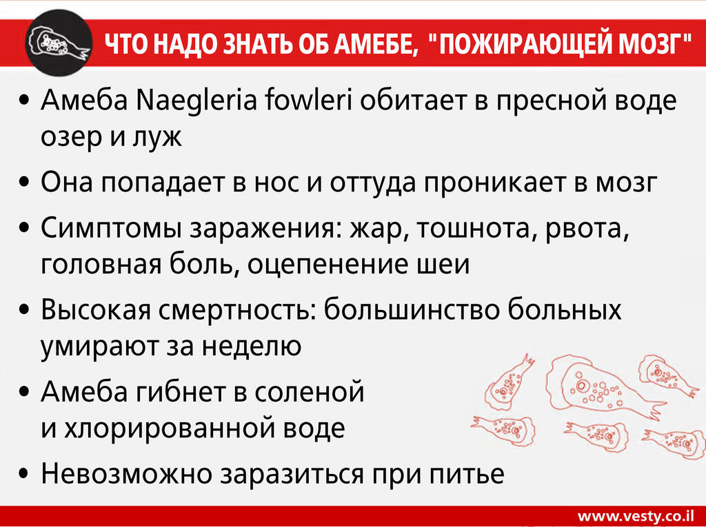 Инфографика - Амеба Naegleria fowleri