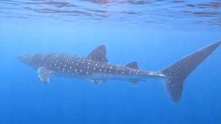 הכריש הלווייתני במפרץ אילת