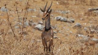 משדרים הושמו על צוואר הצבאים