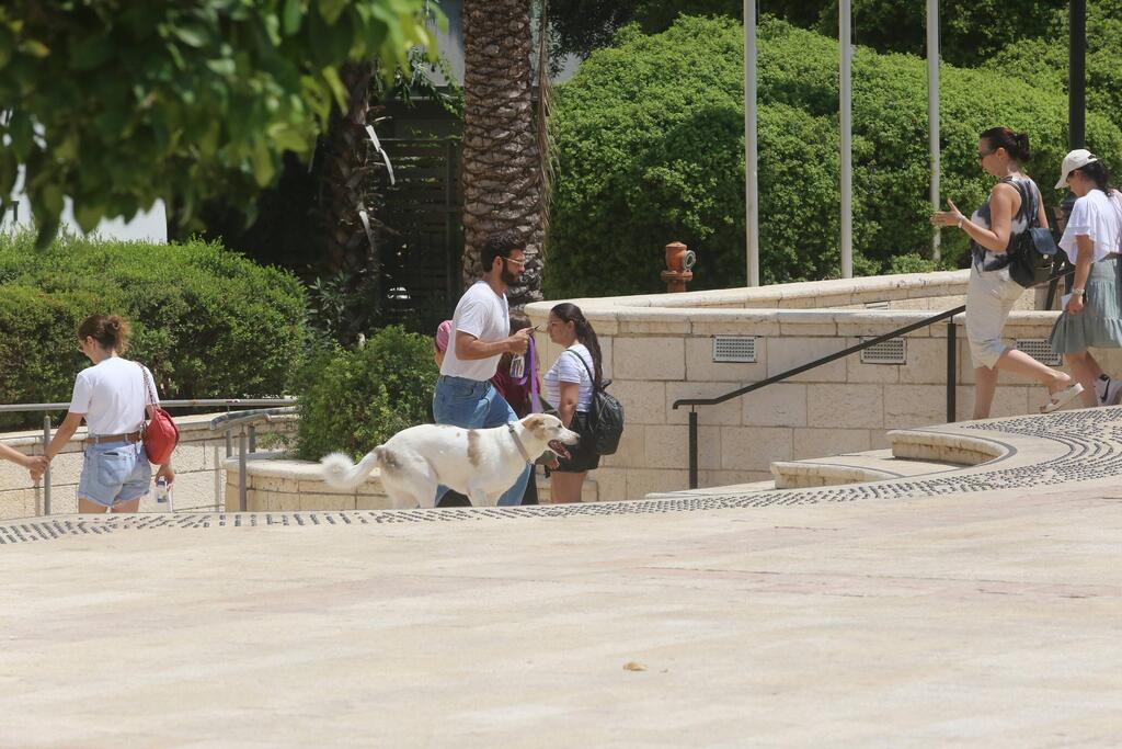 מאור שוויצר פפראצי