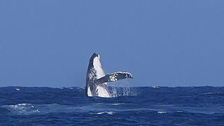 הלווייתן מול החוף שבו נערכה התחרות