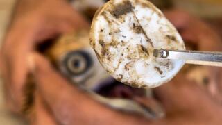 הפקק שבלע העקב העיטי