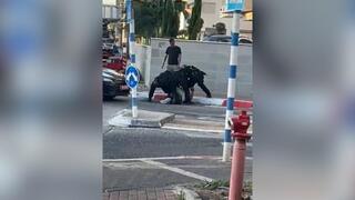 עפולה: נהג קורקינט חשמלי ללא קסדה תוך ביצוע עבירות תנועה נעצר לאחר מרדף משטרתי