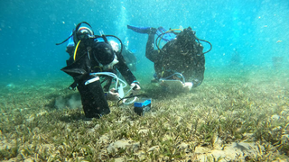 תא מטבולי בתנאים של חושך מעל עשב הים
