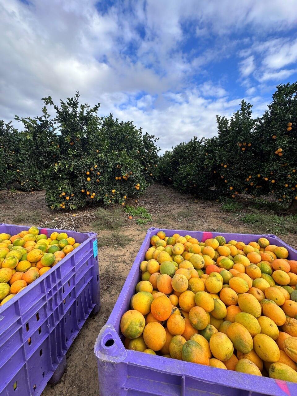 חקלאות בעוטף עזה